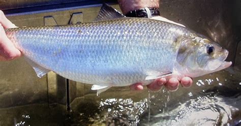 american shad alosa sapidissima.